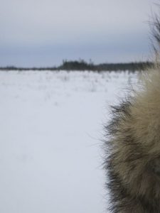 Yeti Search