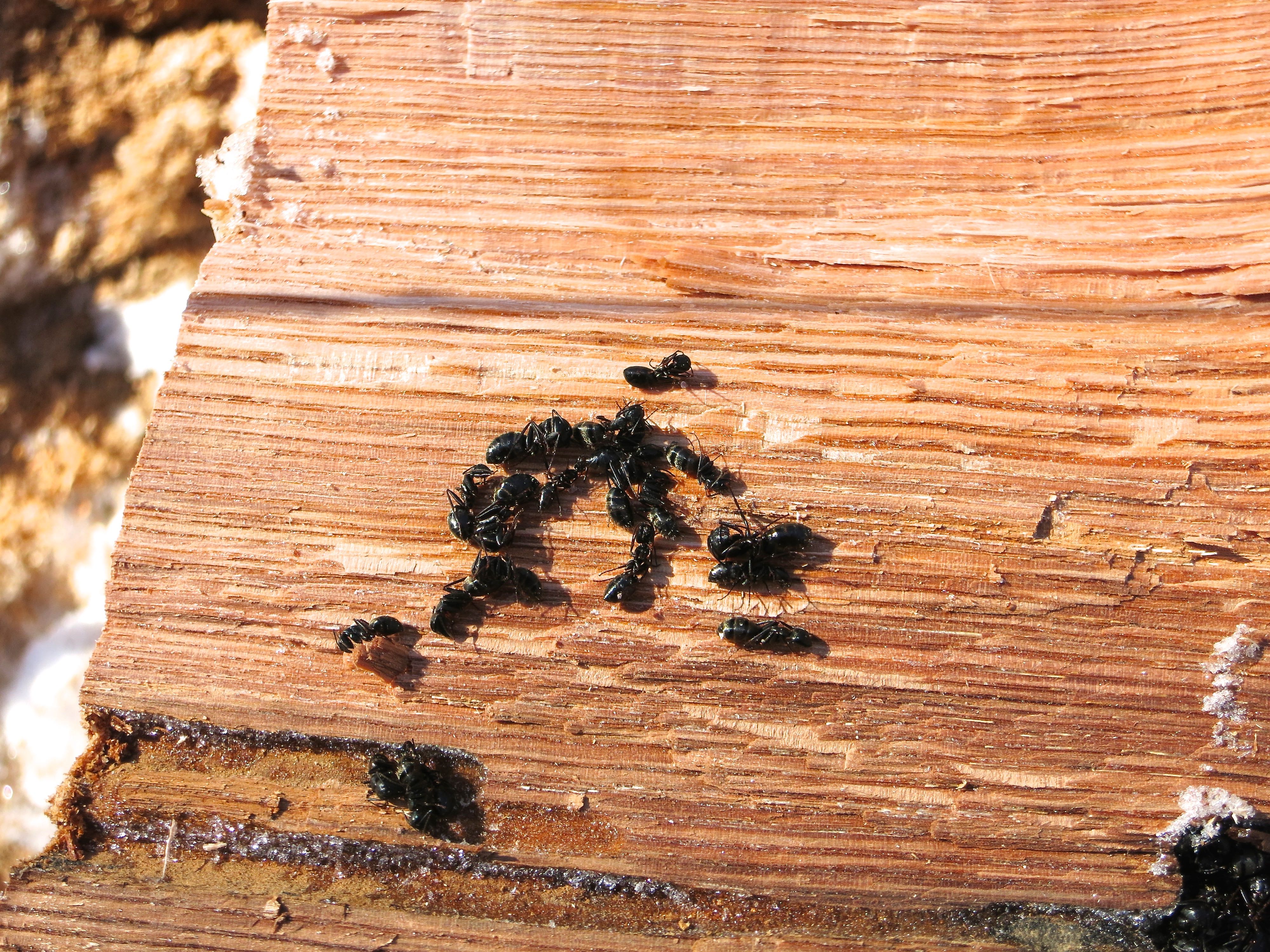 ants on oak chunk