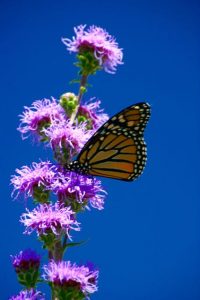 IMG_3105