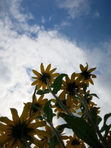 black-eyed susan sky