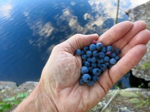 Handful of berriesjpg