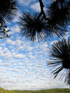 red pine clusters and clouds
